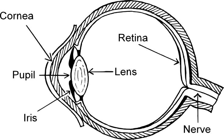 Eye diagram by Firkin | Human eye diagram, Diagram of the eye, Eye ...