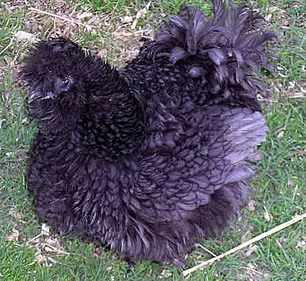 a black chicken is standing in the grass