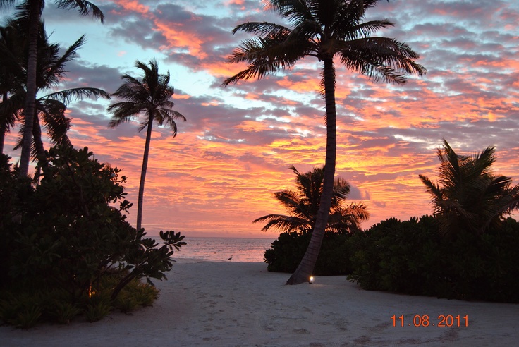 palm trees line the beach as the sun sets