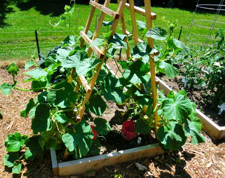 a wooden trellis with plants growing in it and some dirt on the ground below