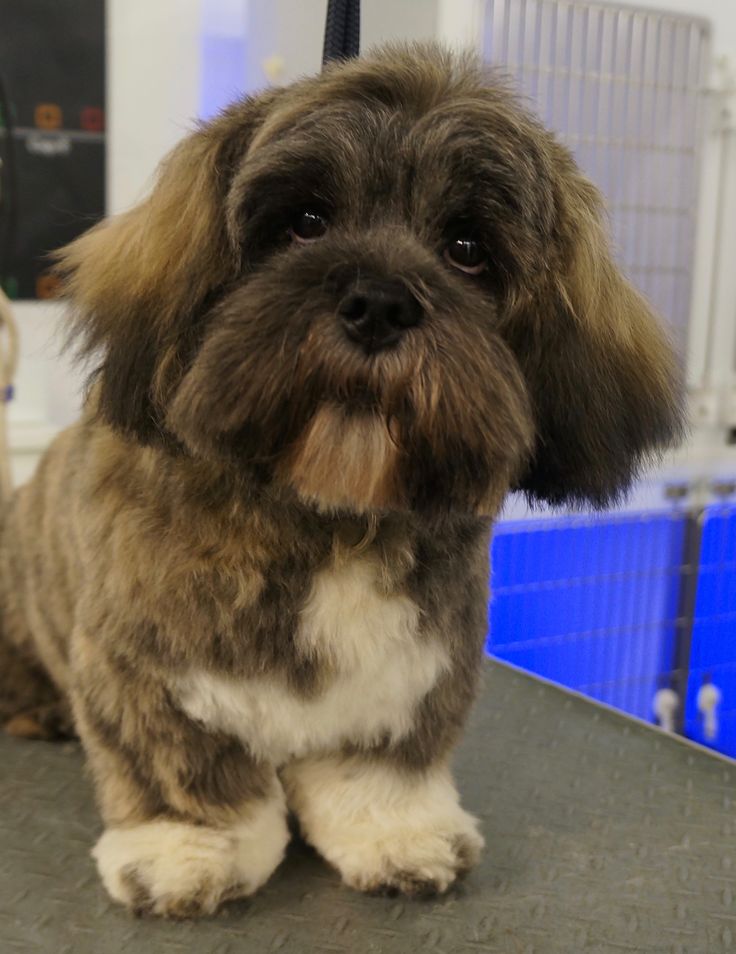 a brown and white dog sitting on top of a table