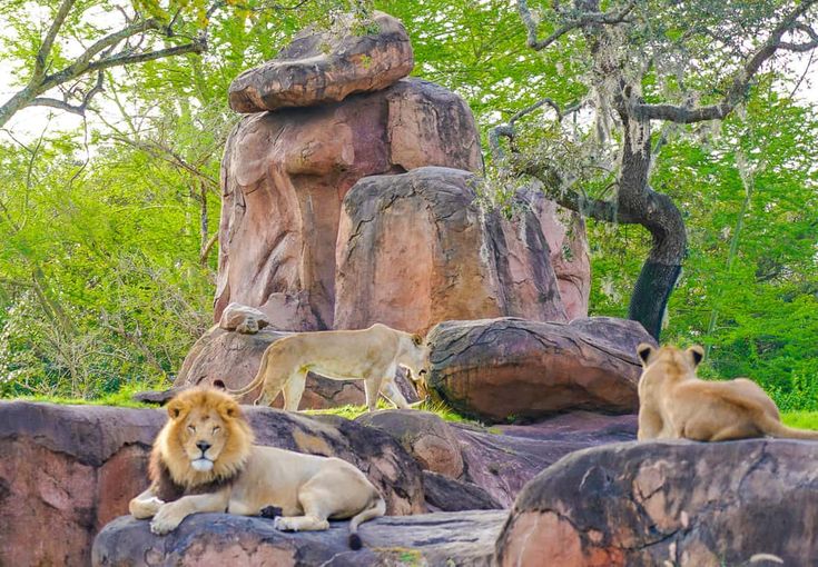 three lions sitting on rocks in an enclosure