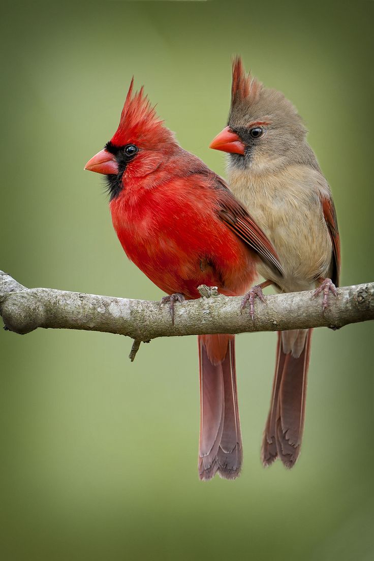 two birds sitting on top of a tree branch