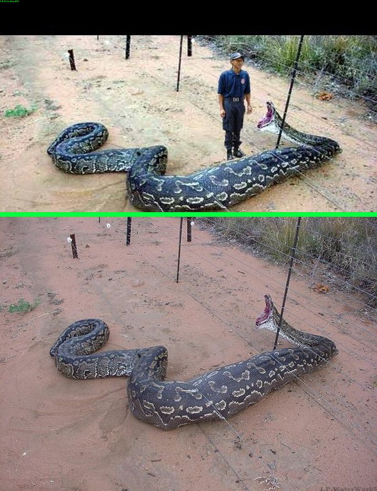 a man standing next to a large snake on top of a dirt field with two poles in front of him