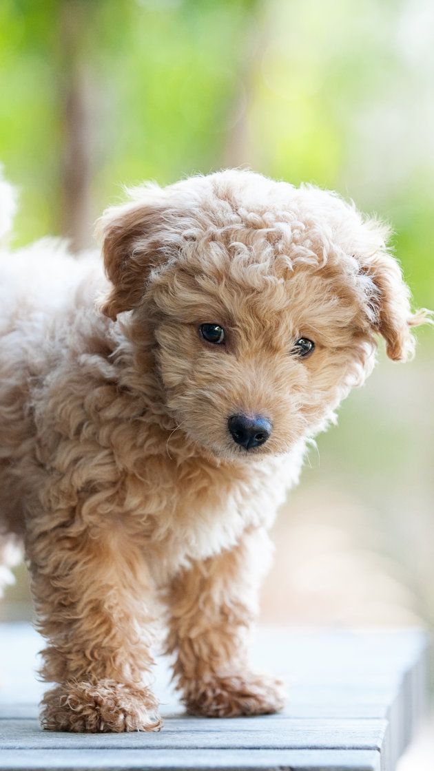 a small brown dog standing on top of a table