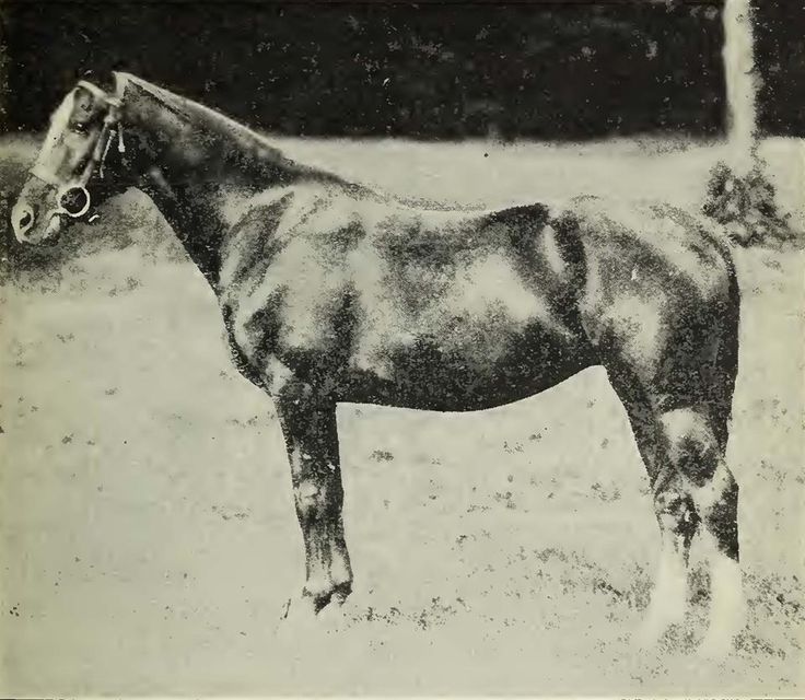 an old black and white photo of a horse