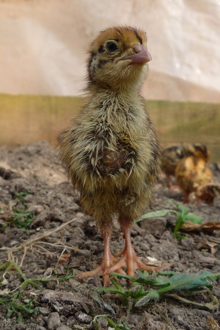 two baby chickens are standing in the dirt near some plants and grass, one is looking at the camera