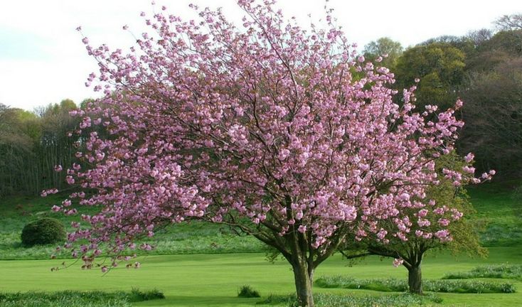 a tree with pink flowers in a park