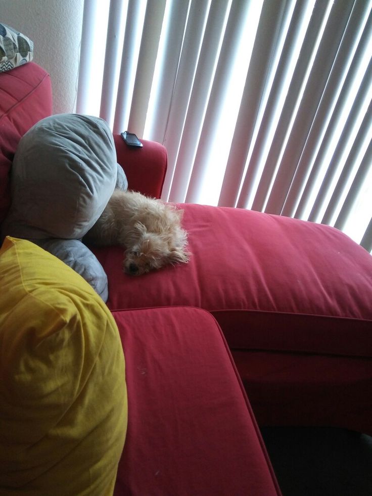 a white dog laying on top of a red couch next to a window with blinds