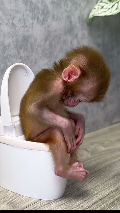 a small monkey sitting on top of a toilet seat