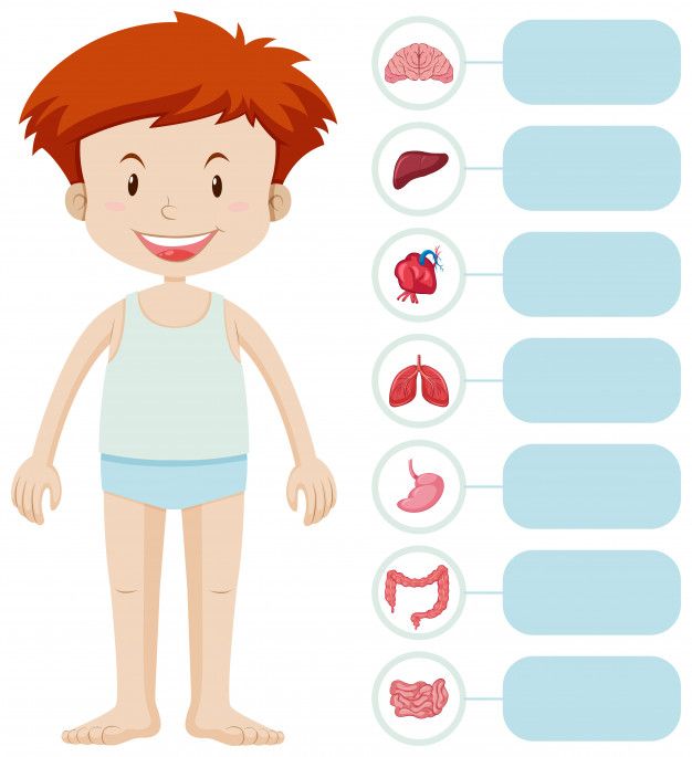 Premium Vector | Human boy and different organs | Actividades de ...