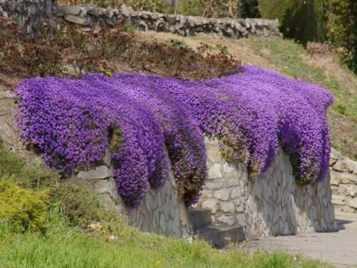 purple flowers growing on the side of a stone wall