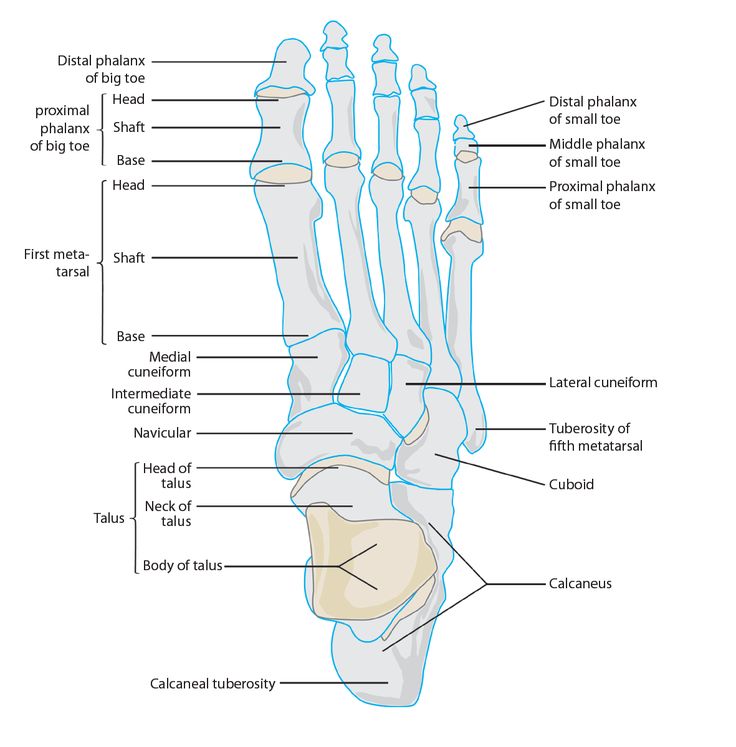 the bones of the right foot