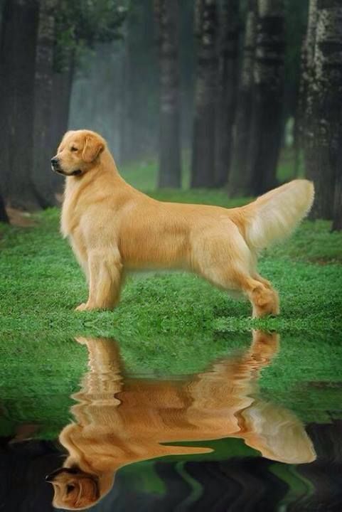 a golden retriever is standing in the grass by some water and looking at something