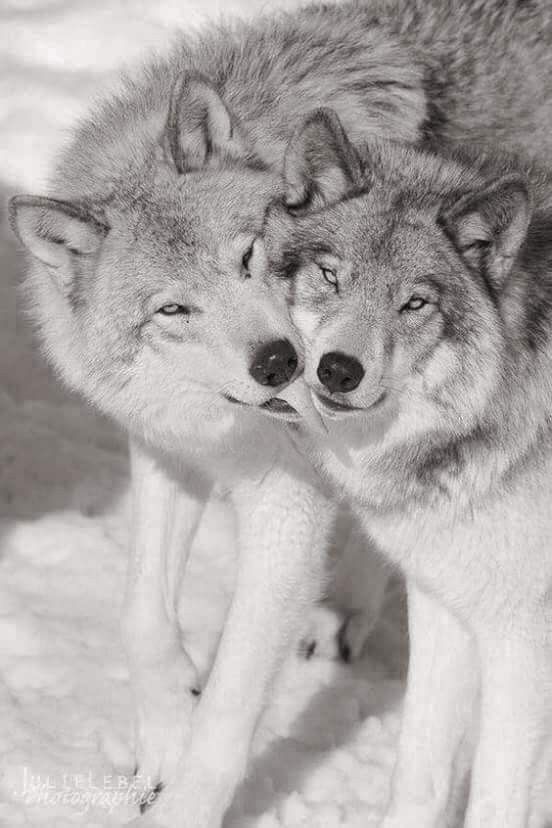 Pin by Pat Chouly on mes amis les loups | Wolf dog, Wolf love, Animals wild