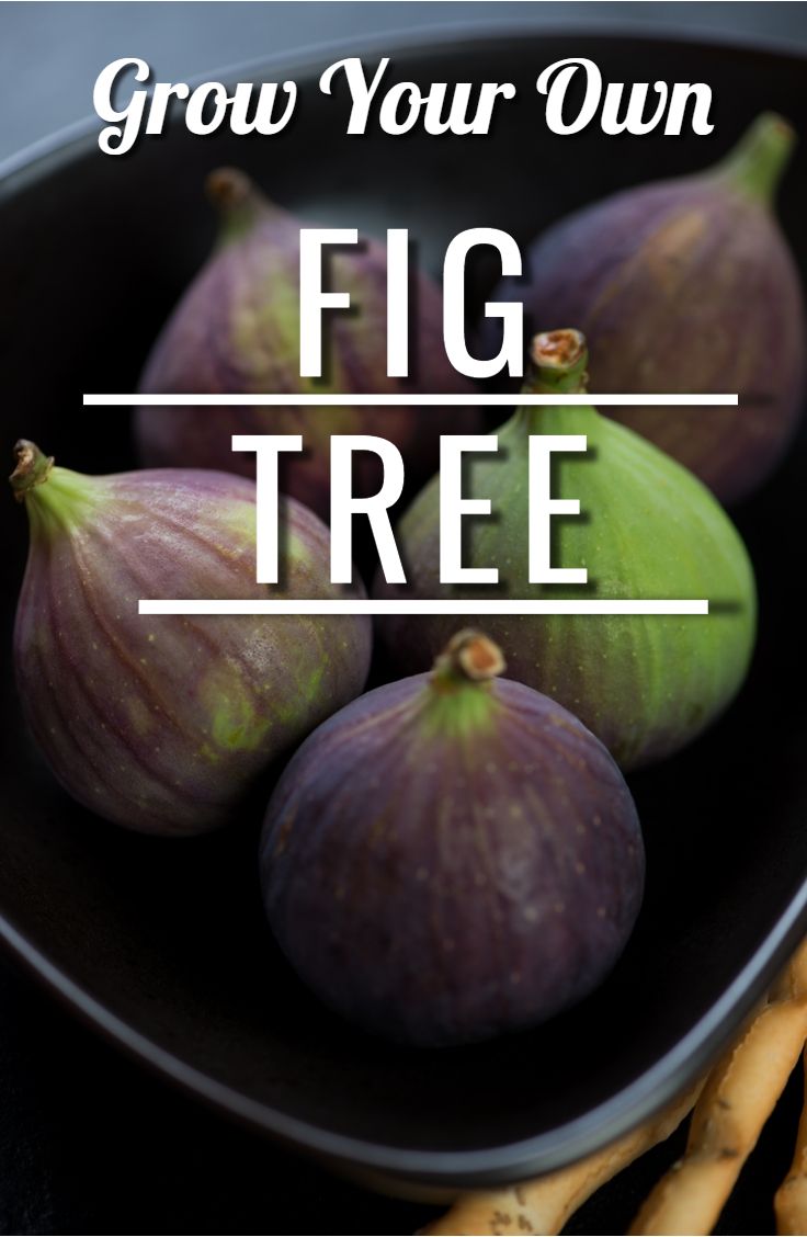 some figs are in a bowl with the words, grow your own fig tree