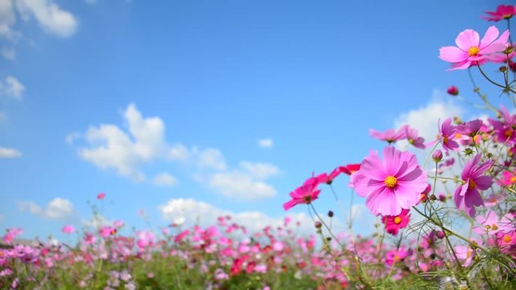 a field full of pink flowers under a blue sky