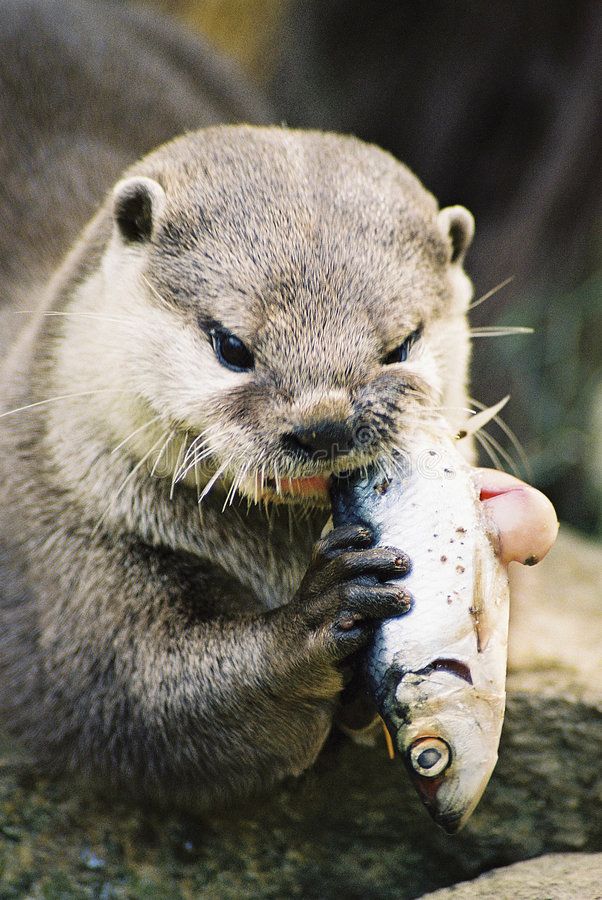 an otter is holding a fish in its mouth and it's paw on the ground