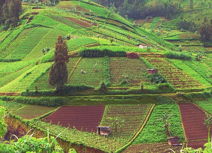 a lush green hillside covered in lots of trees