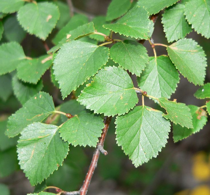 the green leaves of a tree with brown stems