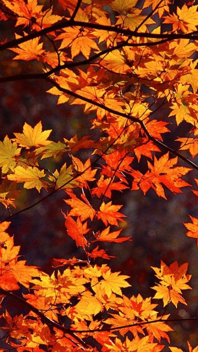 an orange and yellow leafed tree is shown in the foreground with other leaves