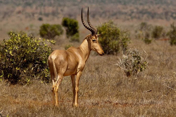 an antelope standing in the middle of a grassy area with bushes and trees