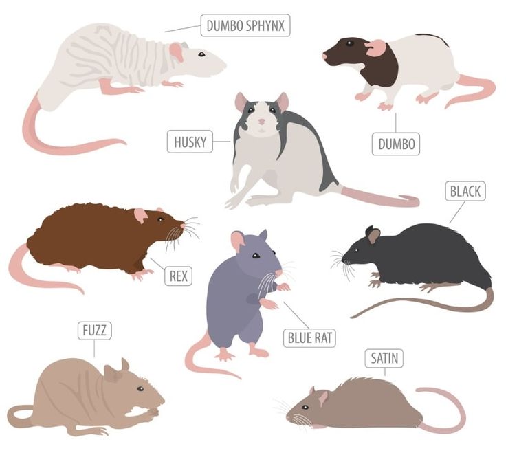 an image of different types of mice