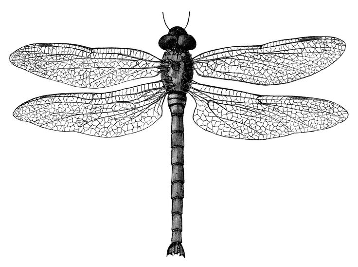 a black and white drawing of a dragonfly sitting on top of it's wings