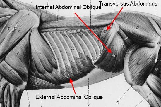 an image of the muscles in a horse