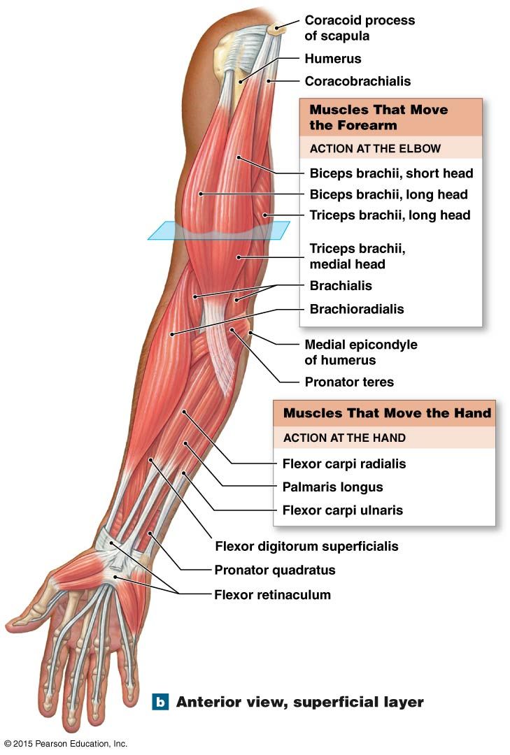 Career Step Diagram Muscles