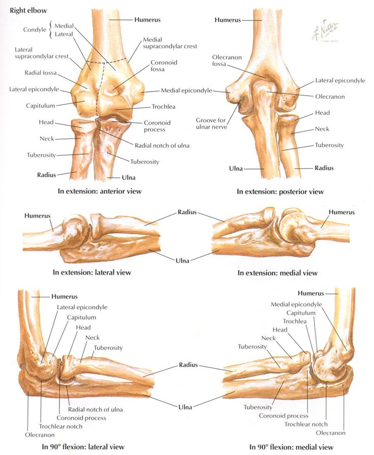 Elbow Anatomy, Upper Limb Anatomy, Skeletal System Anatomy, Arm Anatomy, Ulnar Nerve, Anatomy Bones, Skeleton Anatomy, Dog Anatomy, Human Body Anatomy