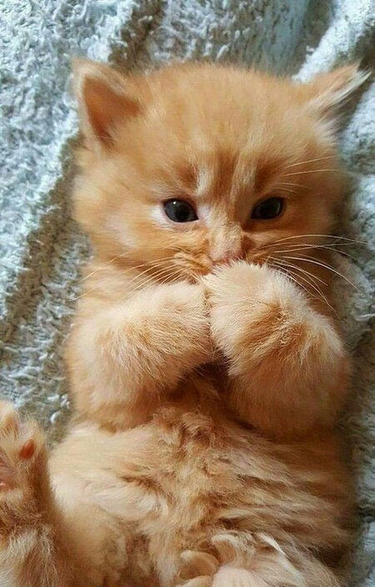 an orange kitten sitting on its hind legs