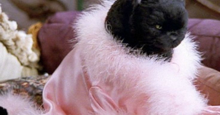 a black cat in a pink coat sitting on a couch