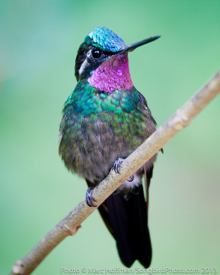 a colorful bird sitting on top of a tree branch