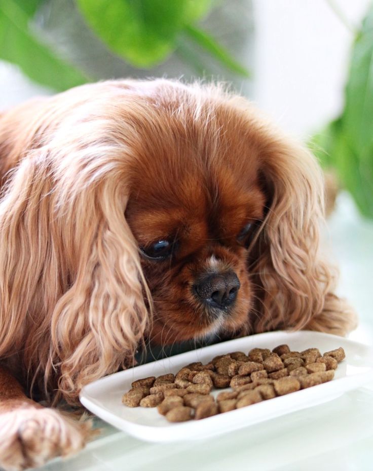 a small brown dog eating food from a white plate