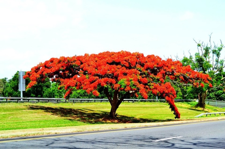 a tree with bright red flowers in the middle of a road