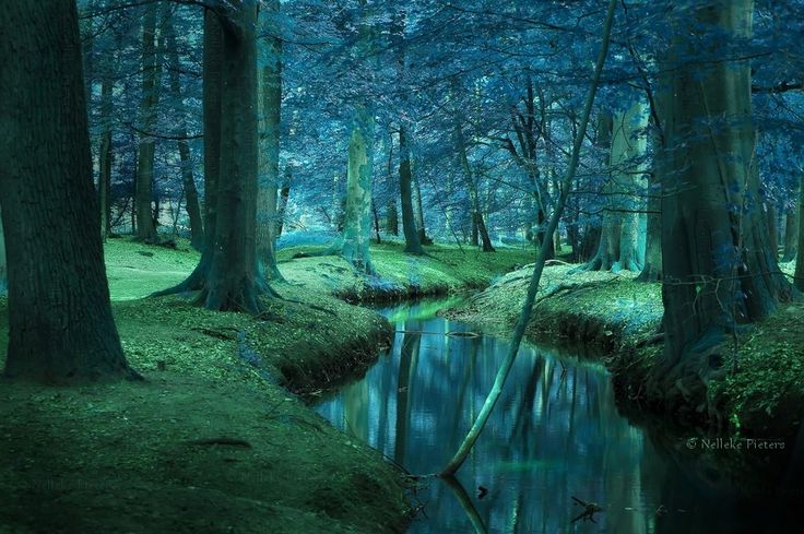 Dreams So Real by *Nelleke on deviantART | Mystical forest, Forest ...