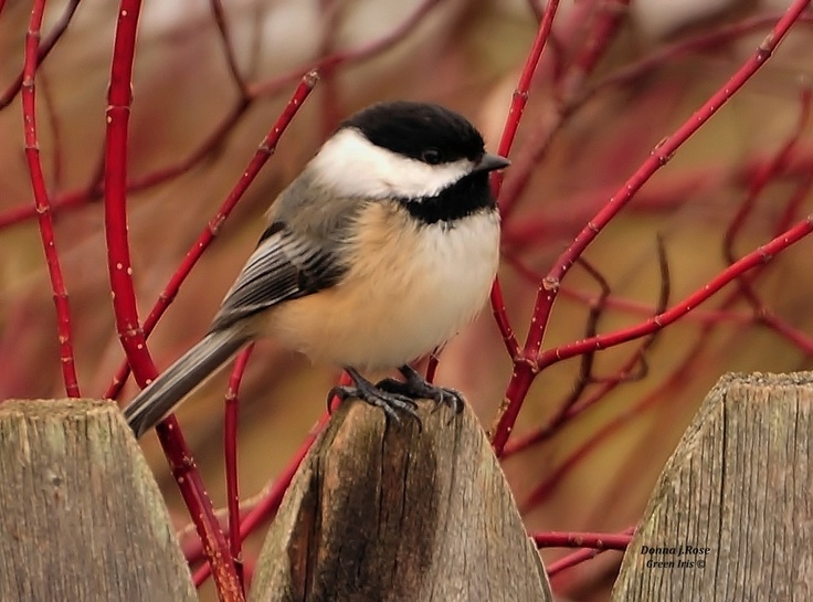 a bird sitting on top of a wooden fence next to a red tree branch in the background