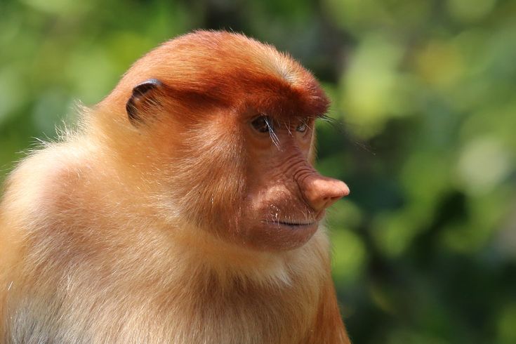 a close up of a monkey with trees in the background