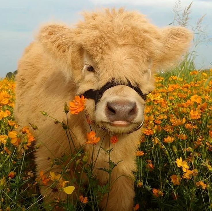 a brown cow with glasses on its face standing in a field of yellow and orange flowers