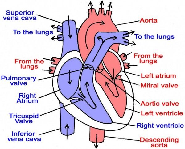 Pin on Diagram