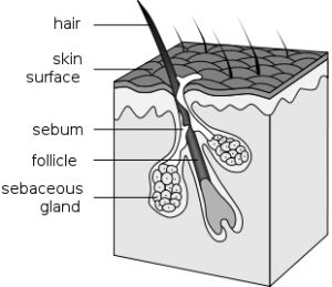 DNA and the locks of hair