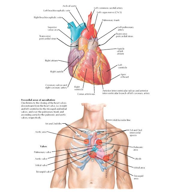 Anterior Aspect Of Heart Anatomy Right Brachiocephalic Vein Superior Vena Cava Transverse Pericardial Sinus Lef Heart Anatomy Anatomy Carotid Artery