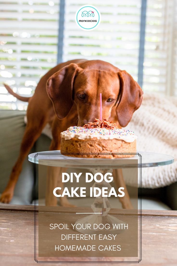 a dog is blowing out the candles on a cake that has been placed on a table