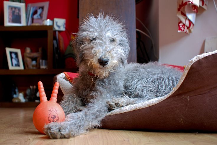 a gray dog laying on top of a bed next to an orange ball and toy