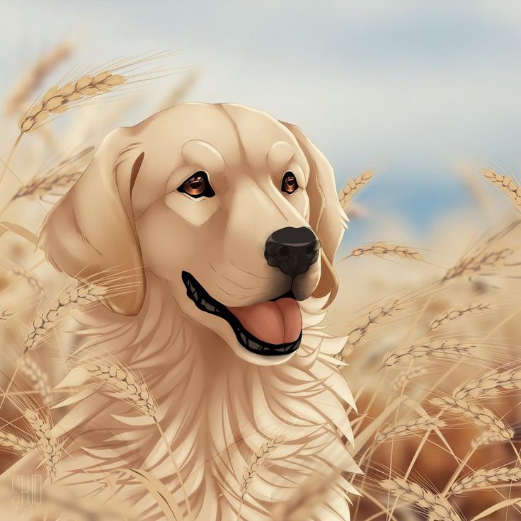 a painting of a golden retriever dog in a wheat field with his tongue out