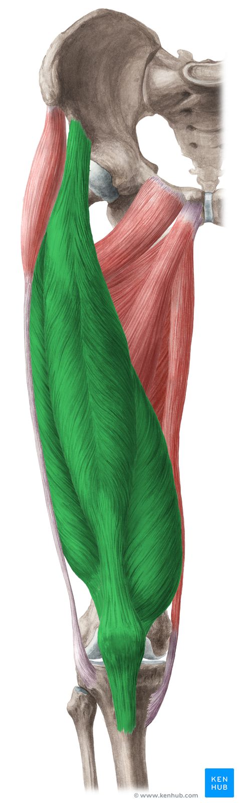 the muscles are shown in this image, and there is also an illustration of what they look like