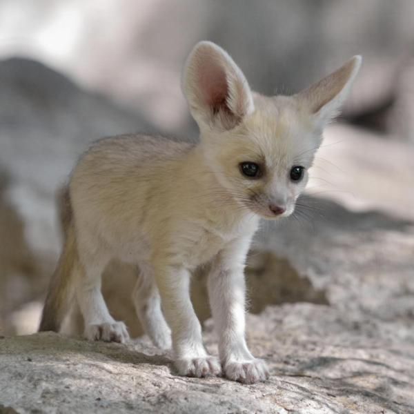 a small white animal standing on top of a rock