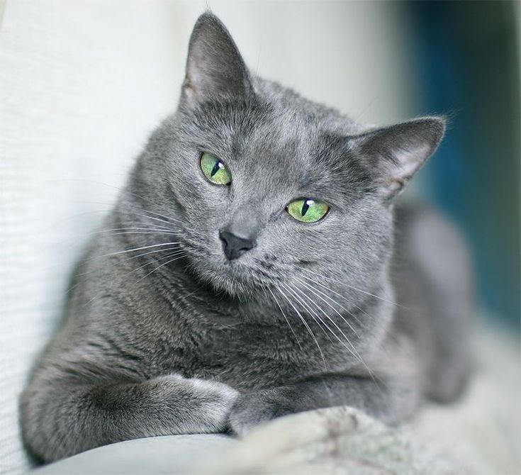 a gray cat with green eyes laying down