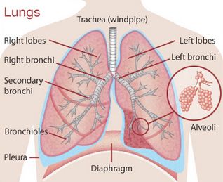 Structure of the lungs. | Lunges, Respiratory system anatomy, Human ...